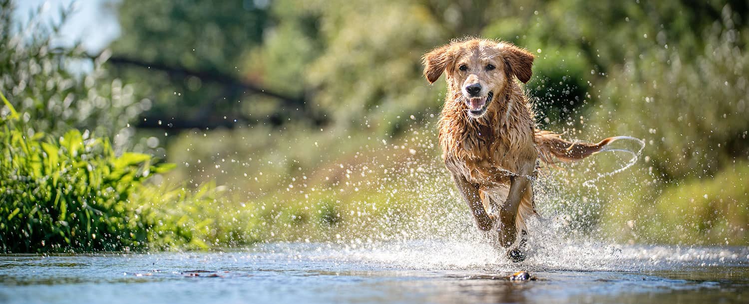 在阿寒湖周边与爱犬同乐