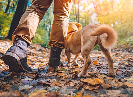 在阿寒湖周边与爱犬同乐