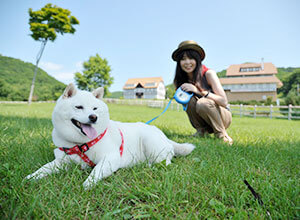 Ashoroko Dog-Run 